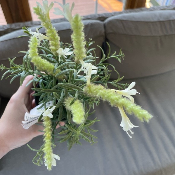 Fake ikea plant - Picture 3 of 4